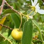 Yellow Jamaican Cherry (Muntingia Calabura)