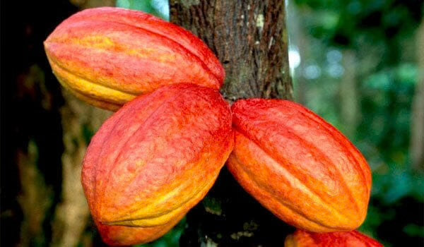 Forastero Cacao (Chocolate) Tree