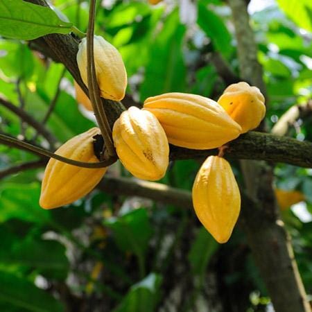 Trinitao Cacao (Chocolate) Tree - Yellow
