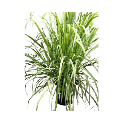 Collection image for: Lemongrass