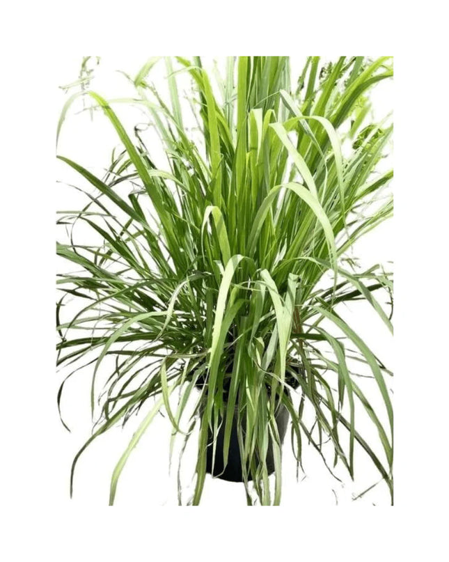 Lemongrass Plant