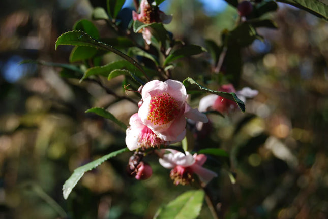 Rosea Tea Plant (Camellia Sinensis)