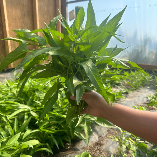 Kangkong (water spinach)