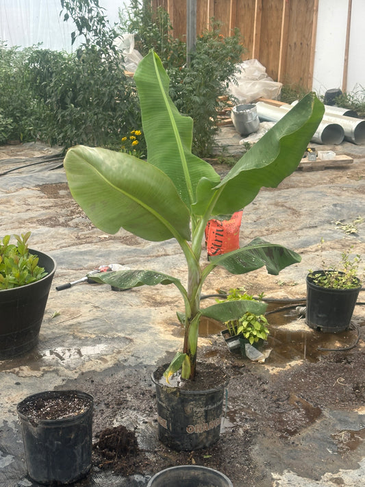Cavendish Banana Plant