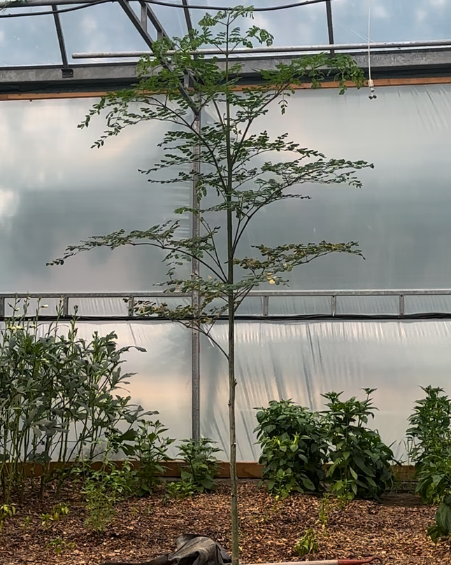Moringa Tree