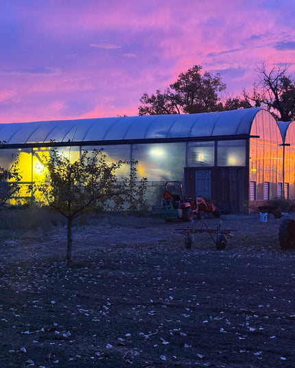 Carabao Mercado at dawn