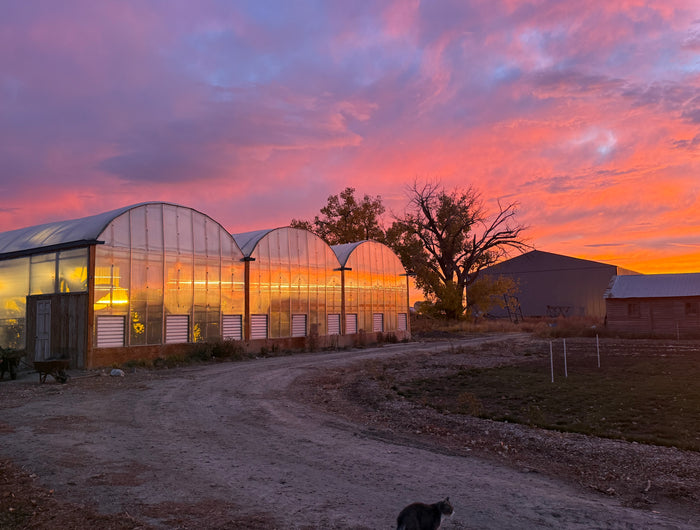 <h1>🇵🇭 Philippines in Canada 🇨🇦</h1><h2><span style="text-decoration:underline"><strong>see our collection of plants  in our tropical greenhouse</strong></span></h2>