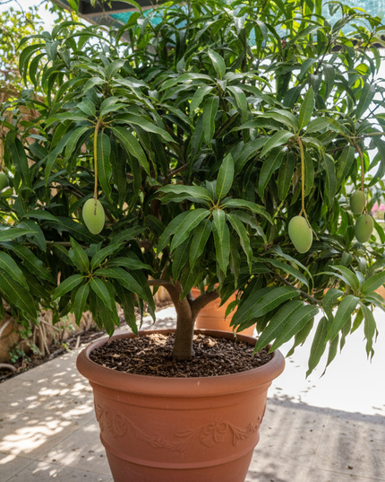Alphonso Mango Tree in container 