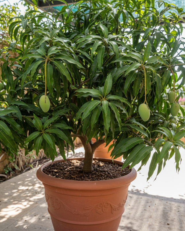 Alphonso Mango Tree in container 
