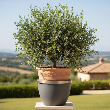 Arbequina Olive Tree In container 