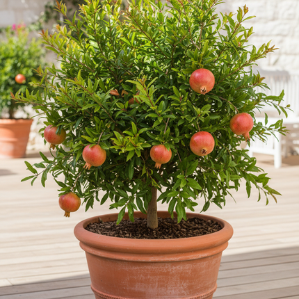 Azadi Pomegranate Tree In container 
