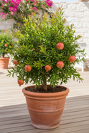 Azadi Pomegranate Tree In container 