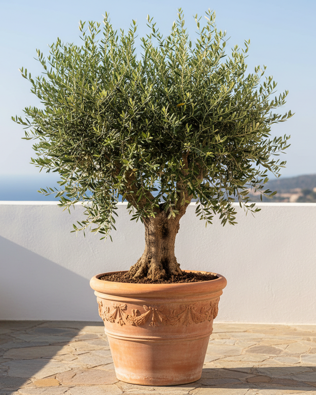 Bella di Cerignola Olive Tree In container 