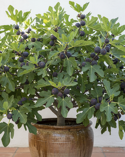 Black Mission Fig Tree In container 