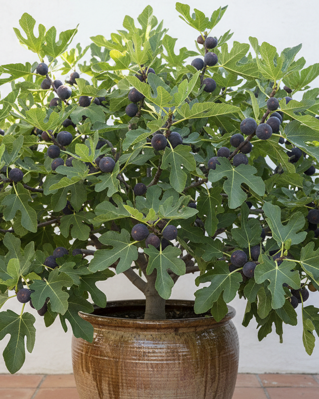 Black Mission Fig Tree In container 