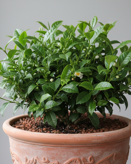 Black Sea Tea Plant In container 