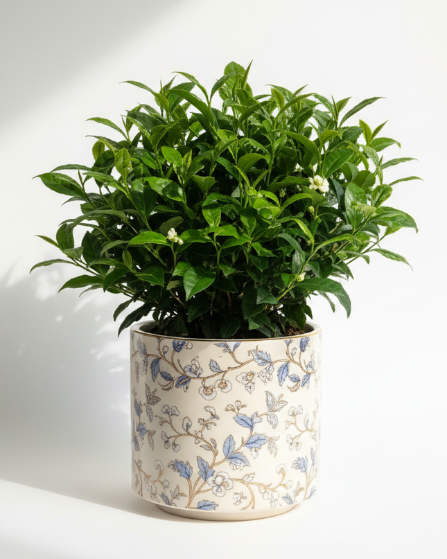 Brew Tea-ful Tea Plant In container 