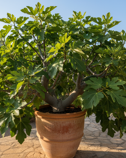 Brown turkey fig tree in container