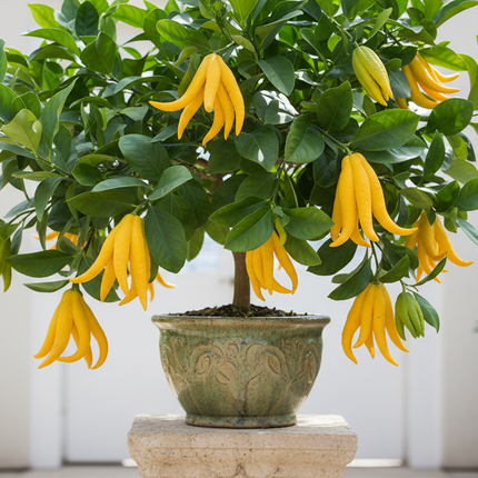 Buddha Hand Tree Container 