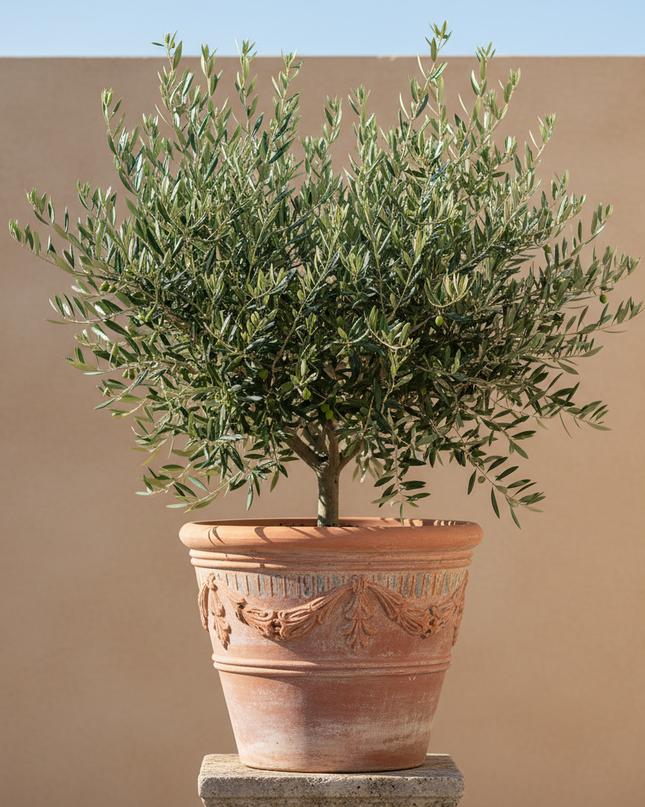 Cailletier Olive Tree In container 
