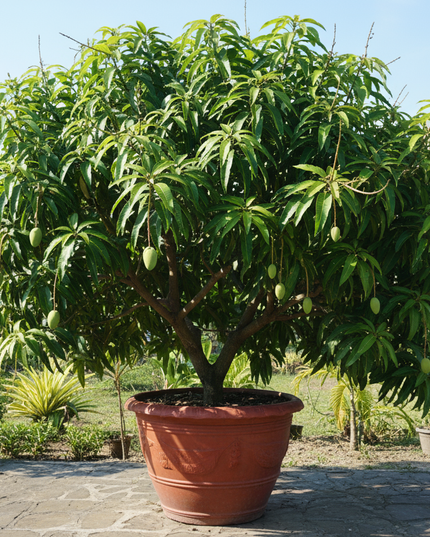 Carabao Mango Tree in container 
