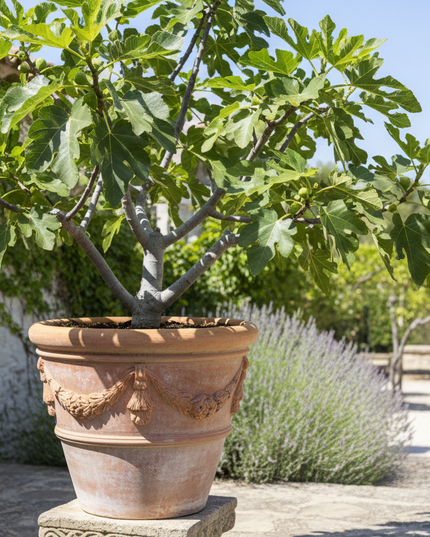 Chicago HardyFig Tree In container 