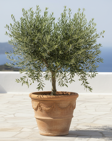 Coratina Olive Tree In container 