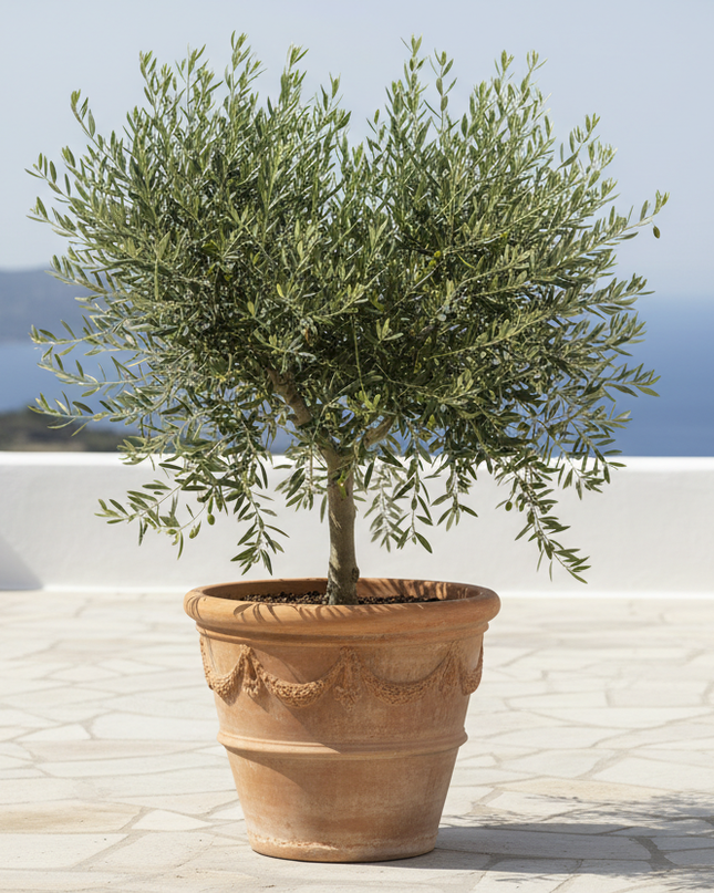 Coratina Olive Tree In container 