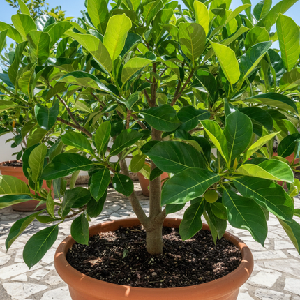Dang Rasimi Jackfruit Tree In container 