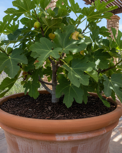 Desert King Fig Tree In container 