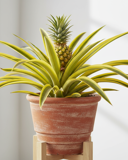 Elite Gold Pineapple Plant in container 