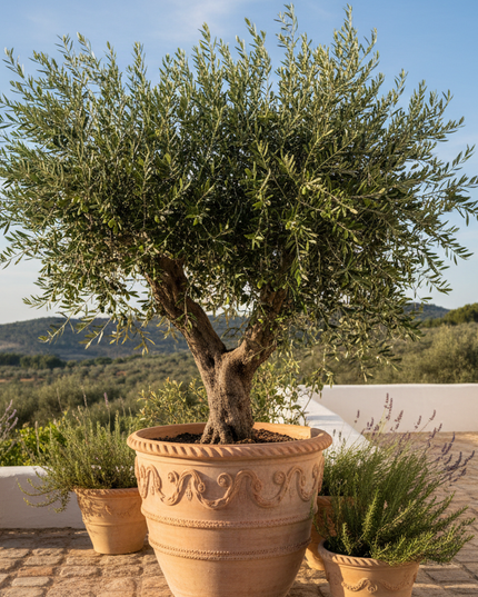 Empeltre Olive Tree In container 