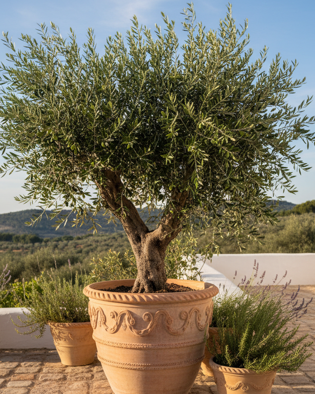 Empeltre Olive Tree In container 