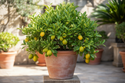 Eustis Limequat Tree Container 
