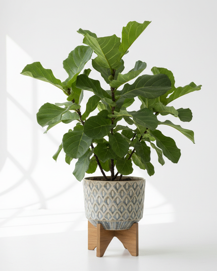 Fignomenal Fig Tree In container 