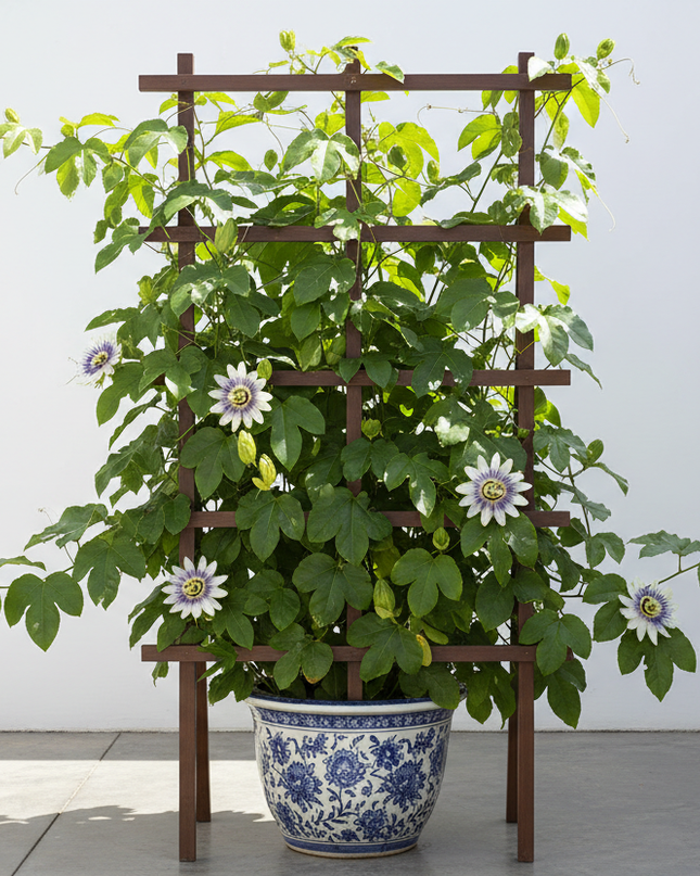 Giant Granadilla Passion Fruit Plant In container with trellis