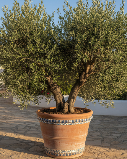 Grossane Olive Tree In container 
