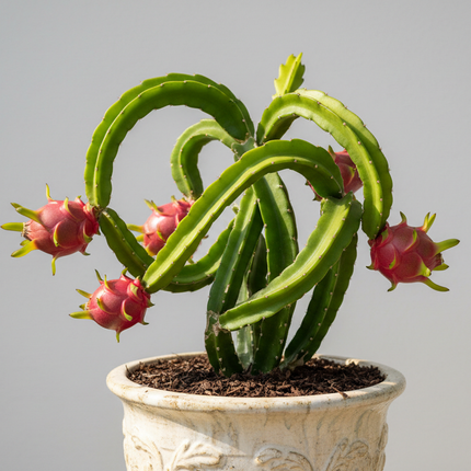 Halley’s Comet Dragonfruit Plant in container 