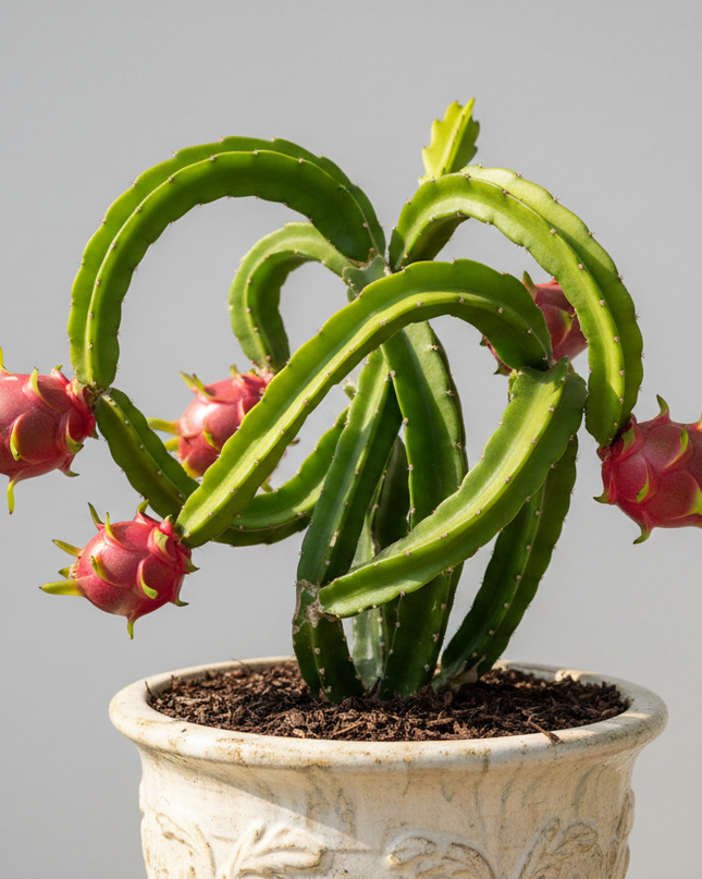 Halley’s Comet Dragonfruit Plant in container 
