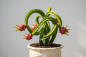 Halley’s Comet Dragonfruit Plant in container 