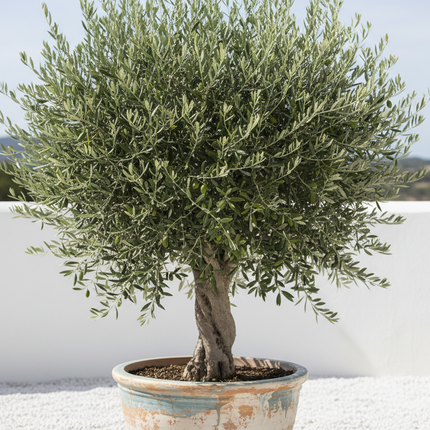 Hojiblanca Olive Tree In container 