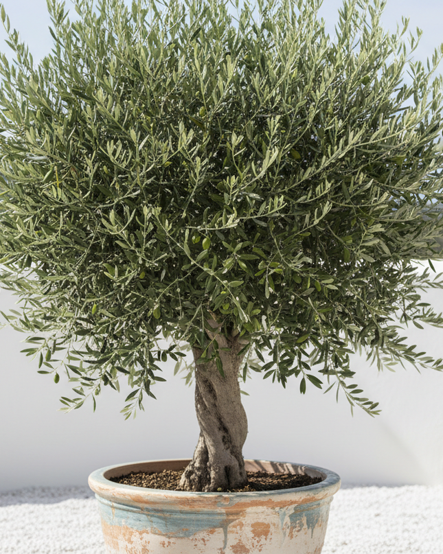 Hojiblanca Olive Tree In container 