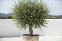Hojiblanca Olive Tree In container 