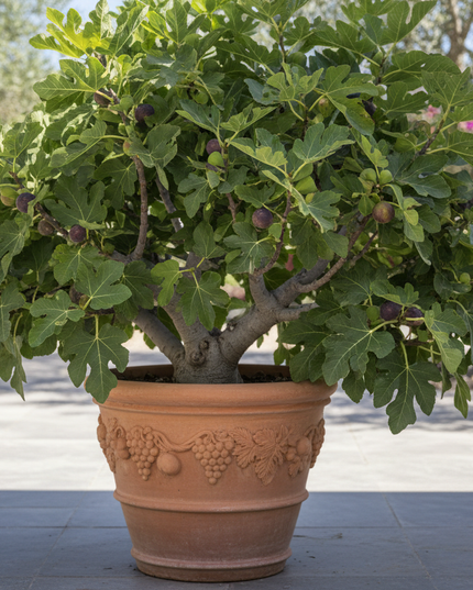 Ischia Fig Tree In container 