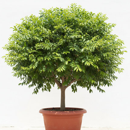 June Plum Tree In container