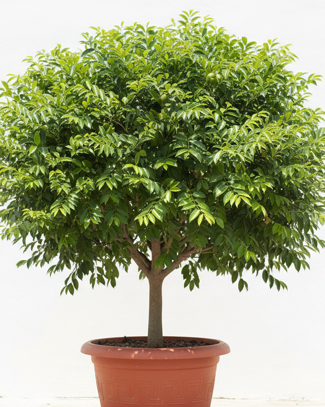 June Plum Tree In container