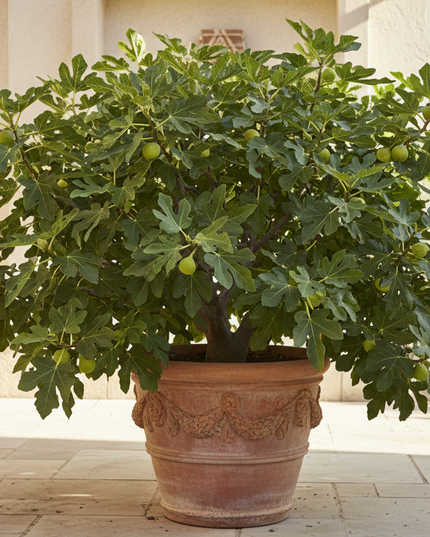 Kadota Fig Tree In container