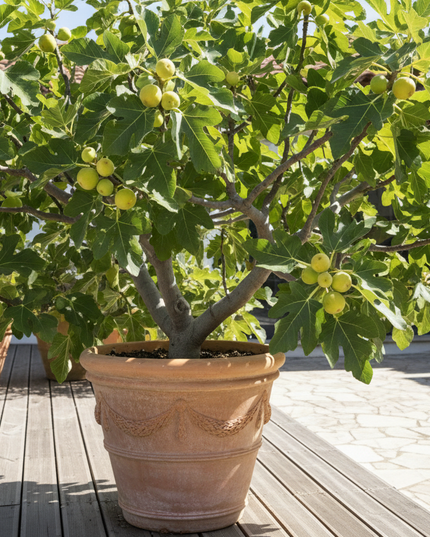 Lattarula Fig Tree In container 