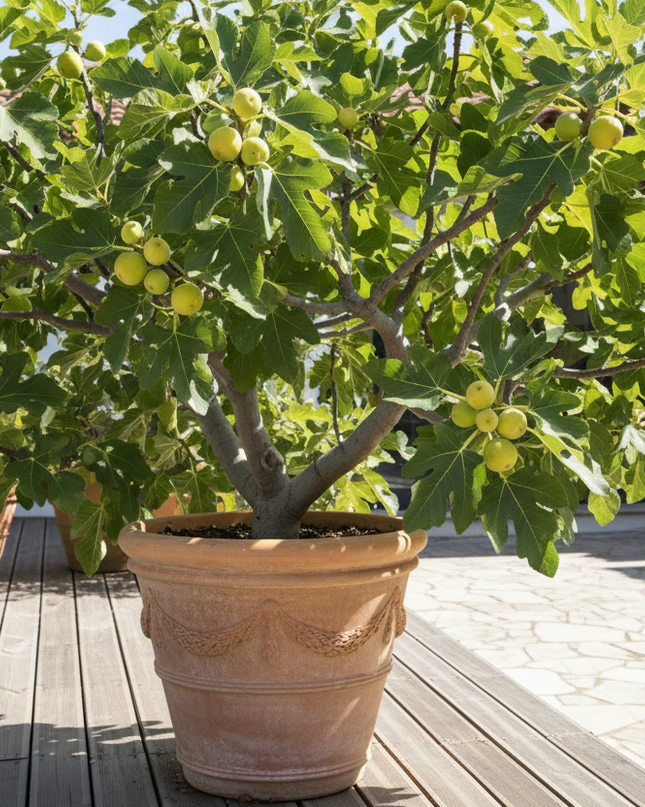 Lattarula Fig Tree In container 