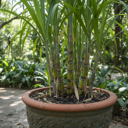 Live sugar cane growing in container 